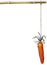 Carrot