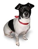 Samba Dog
