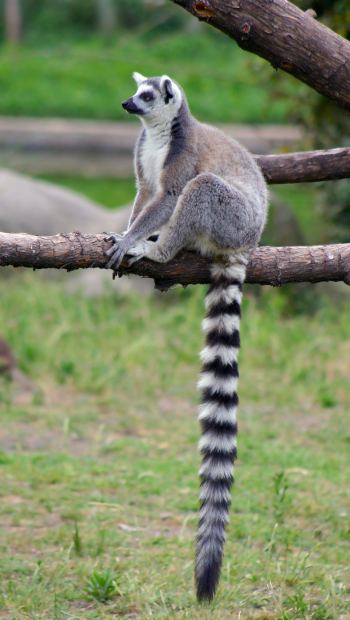 Lemur-ring-tailed-long-tail-marketing