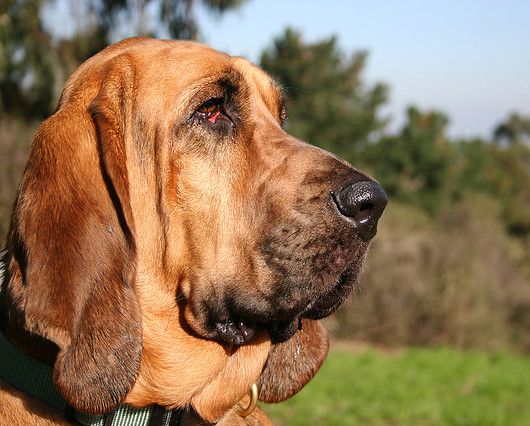 Bloodhound