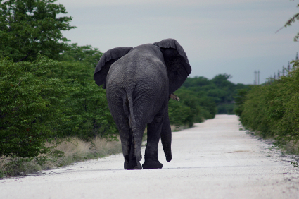 roadblock_elephant