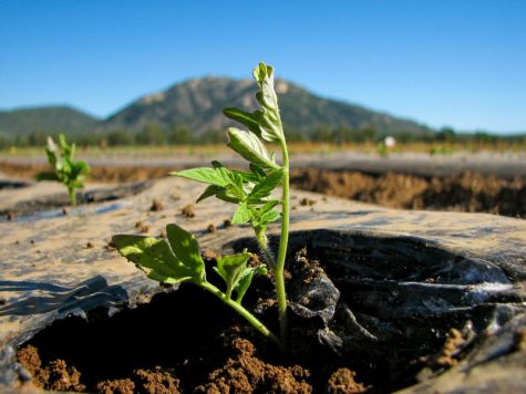 TomatoPlant