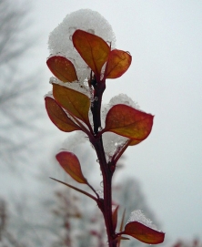 teresa_boardman_snow_drops